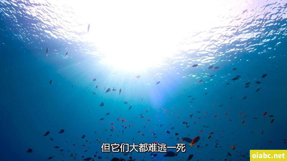 百岁之好一言为定剧照3
